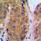 Nuclear Factor Kappa B Subunit 1 antibody, LS-C352572, Lifespan Biosciences, Immunohistochemistry paraffin image 