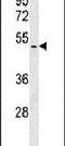 BRISC And BRCA1 A Complex Member 1 antibody, PA5-26014, Invitrogen Antibodies, Western Blot image 