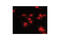 Protein Phosphatase 2 Regulatory Subunit Balpha antibody, 4953S, Cell Signaling Technology, Immunocytochemistry image 
