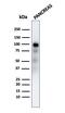 Glycoprotein 2 antibody, GTX02645, GeneTex, Western Blot image 