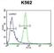 Ankyrin Repeat Domain 52 antibody, abx025920, Abbexa, Western Blot image 