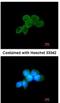 Spleen Associated Tyrosine Kinase antibody, NBP1-32945, Novus Biologicals, Immunofluorescence image 