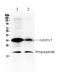 MIC-1 antibody, A01583-1, Boster Biological Technology, Western Blot image 