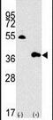 MTOR Associated Protein, LST8 Homolog antibody, PA5-15511, Invitrogen Antibodies, Western Blot image 