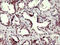 Chromatin Assembly Factor 1 Subunit B antibody, LS-C788318, Lifespan Biosciences, Immunohistochemistry frozen image 