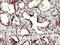 Chromatin assembly factor 1 subunit B antibody, LS-C788318, Lifespan Biosciences, Immunohistochemistry frozen image 