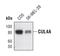 Cullin 4A antibody, PA5-17101, Invitrogen Antibodies, Western Blot image 