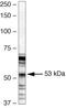 Paired Box 3 antibody, 38-1801, Invitrogen Antibodies, Western Blot image 