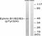Ephrin B1 antibody, A02767Y324, Boster Biological Technology, Western Blot image 