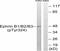 Ephrin B1 antibody, A02767Y324, Boster Biological Technology, Western Blot image 