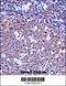 Sialophorin antibody, 57-507, ProSci, Immunohistochemistry frozen image 
