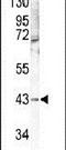 Mitogen-Activated Protein Kinase 12 antibody, PA5-14051, Invitrogen Antibodies, Western Blot image 