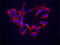 Tubulin ? 3 (TUBB3) antibody, 801208, BioLegend, Immunocytochemistry image 
