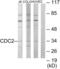 Cyclin Dependent Kinase 1 antibody, abx013362, Abbexa, Western Blot image 