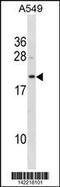 Biliverdin Reductase B antibody, 60-834, ProSci, Western Blot image 