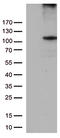 RB Transcriptional Corepressor 1 antibody, LS-C790686, Lifespan Biosciences, Western Blot image 