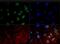 DNA-directed RNA polymerase II subunit RPB1 antibody, GTX80341, GeneTex, Immunofluorescence image 