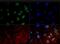 RNA Polymerase II Subunit A antibody, GTX80341, GeneTex, Immunofluorescence image 