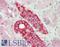 DEAD-Box Helicase 41 antibody, LS-B11274, Lifespan Biosciences, Immunohistochemistry paraffin image 
