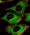 Phosphatidylinositol-5-Phosphate 4-Kinase Type 2 Alpha antibody, PA5-72201, Invitrogen Antibodies, Immunofluorescence image 