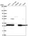 Proteasome Subunit Beta 7 antibody, NBP2-58648, Novus Biologicals, Western Blot image 