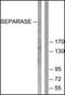 Extra Spindle Pole Bodies Like 1, Separase antibody, orb96466, Biorbyt, Western Blot image 