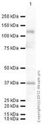 LIF Receptor Subunit Alpha antibody, ab101228, Abcam, Western Blot image 