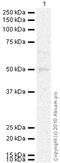 Adiponectin Receptor 2 antibody, ab77612, Abcam, Western Blot image 