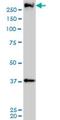 Cullin 9 antibody, H00023113-M01, Novus Biologicals, Western Blot image 