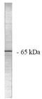 Protein Phosphatase 2 Scaffold Subunit Aalpha antibody, AP05040PU-N, Origene, Western Blot image 