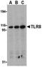 Toll Like Receptor 8 antibody, ADI-905-711-100, Enzo Life Sciences, Western Blot image 