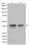 Caudal Type Homeobox 2 antibody, M00877-1, Boster Biological Technology, Western Blot image 