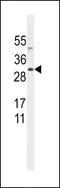 SNRPN Upstream Reading Frame antibody, MBS9211423, MyBioSource, Western Blot image 