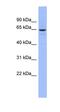 Sodium-dependent phosphate transport protein 2C antibody, orb329648, Biorbyt, Western Blot image 