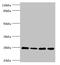 NADH:Ubiquinone Oxidoreductase Subunit A13 antibody, LS-C676131, Lifespan Biosciences, Western Blot image 