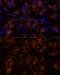 Neural Cell Adhesion Molecule 1 antibody, GTX64346, GeneTex, Immunofluorescence image 