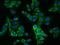 Eukaryotic Translation Initiation Factor 3 Subunit E antibody, GTX02257, GeneTex, Immunofluorescence image 