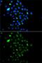 Junction Plakoglobin antibody, GTX32619, GeneTex, Immunofluorescence image 