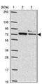 Putative adenosylhomocysteinase 3 antibody, PA5-62735, Invitrogen Antibodies, Western Blot image 