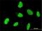 Orthodenticle Homeobox 1 antibody, H00005013-M01, Novus Biologicals, Immunocytochemistry image 