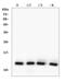 Thioredoxin 2 antibody, A04586-1, Boster Biological Technology, Western Blot image 