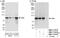 Cold Shock Domain Containing E1 antibody, NBP1-71913, Novus Biologicals, Western Blot image 