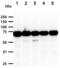 Nuclear Receptor Binding SET Domain Protein 3 antibody, NBP1-04324, Novus Biologicals, Western Blot image 