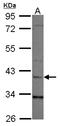 Leucine Rich Alpha-2-Glycoprotein 1 antibody, LS-B10836, Lifespan Biosciences, Western Blot image 