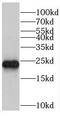 Peroxiredoxin 2 antibody, FNab06320, FineTest, Western Blot image 