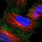Aquaporin 4 antibody, NBP1-87679, Novus Biologicals, Immunofluorescence image 