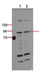 Component Of Inhibitor Of Nuclear Factor Kappa B Kinase Complex antibody, STJ90301, St John