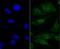 Interleukin 1 Receptor Associated Kinase 2 antibody, NBP2-76843, Novus Biologicals, Immunocytochemistry image 