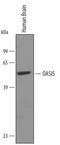 CAMP Responsive Element Binding Protein 3 Like 1 antibody, AF4080, R&D Systems, Western Blot image 
