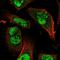 Lysine Demethylase 3B antibody, HPA057202, Atlas Antibodies, Immunofluorescence image 